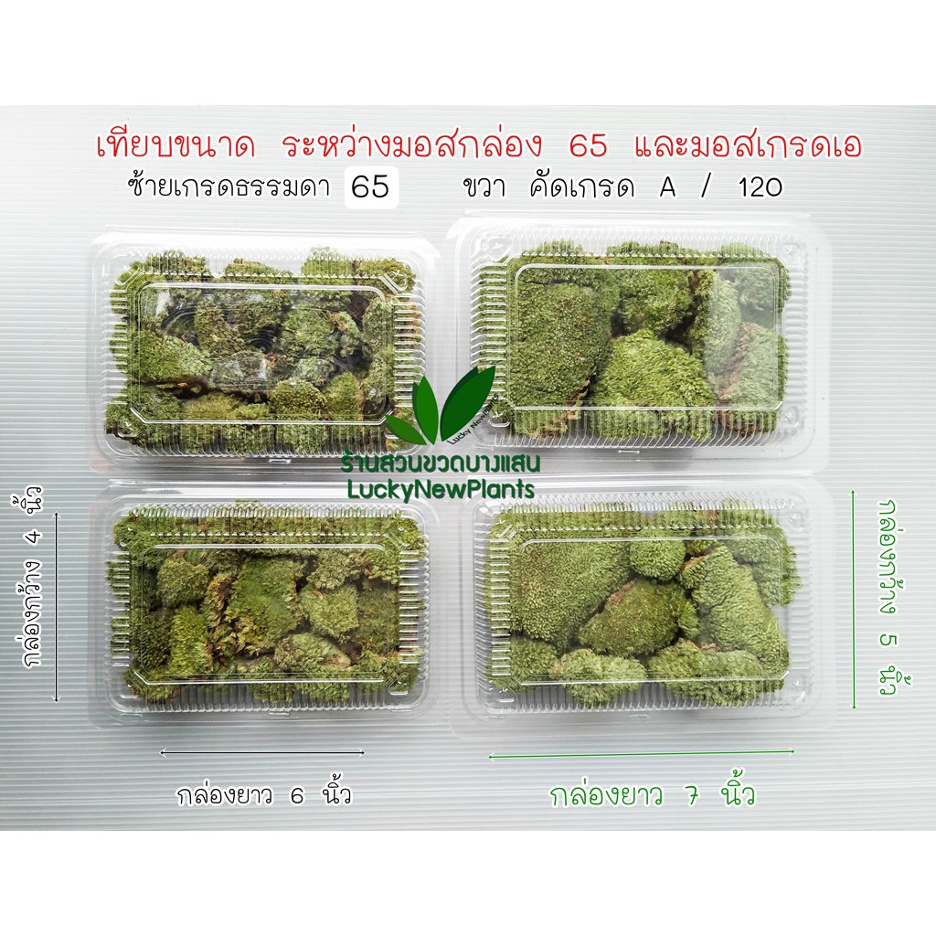 มอสไม้ มอสแห้ง มอสตกแต่งสวนขวดสวนถาด กล่องละ 65 บาท