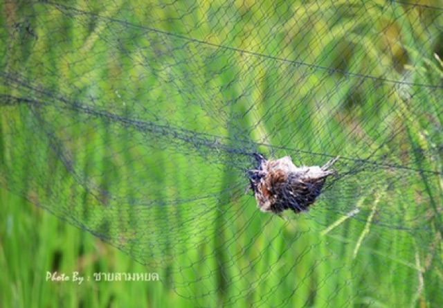 ดางเรด้า ดางดักนก กันค้างคาว กันนกมาเกาะที่ระเบียง กันนกมาทำลายผลผลิตในสวน ป้องกันการสร้างความเสียหายที่นกก่อ