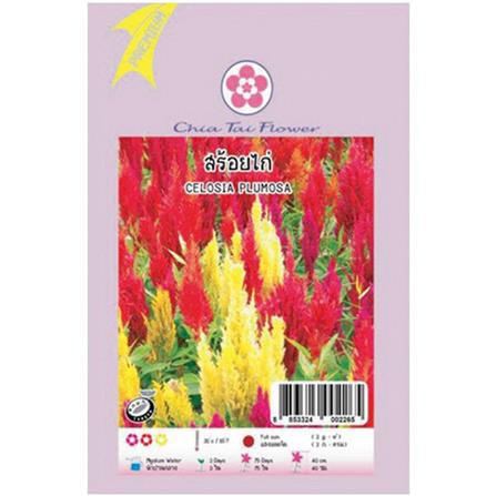 เมล็ดพันธุ์ ดอกสร้อยไก่ แข็งแรง ออกรากง่าย