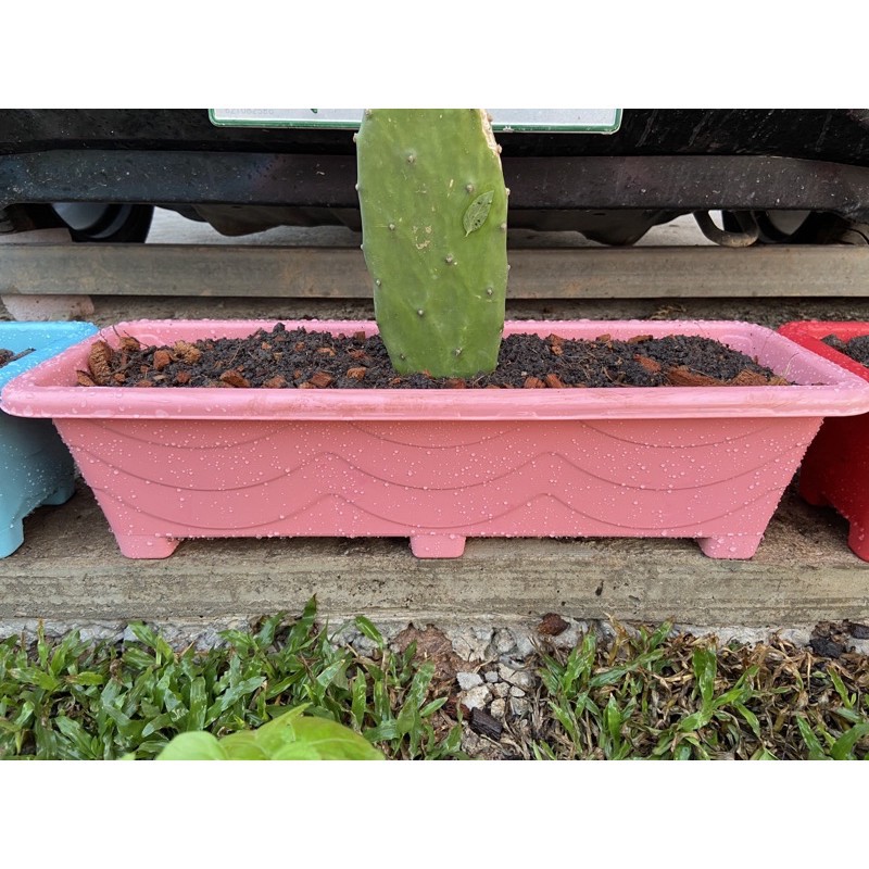 กระถางต้นไม้ กระถางต้นไม้พลาสติกรางยาว ปลูกต้นไม้และผักสวนครัว ขนาดยาว 21 นิ้ว กว้างและสูง 6 นิ้ว