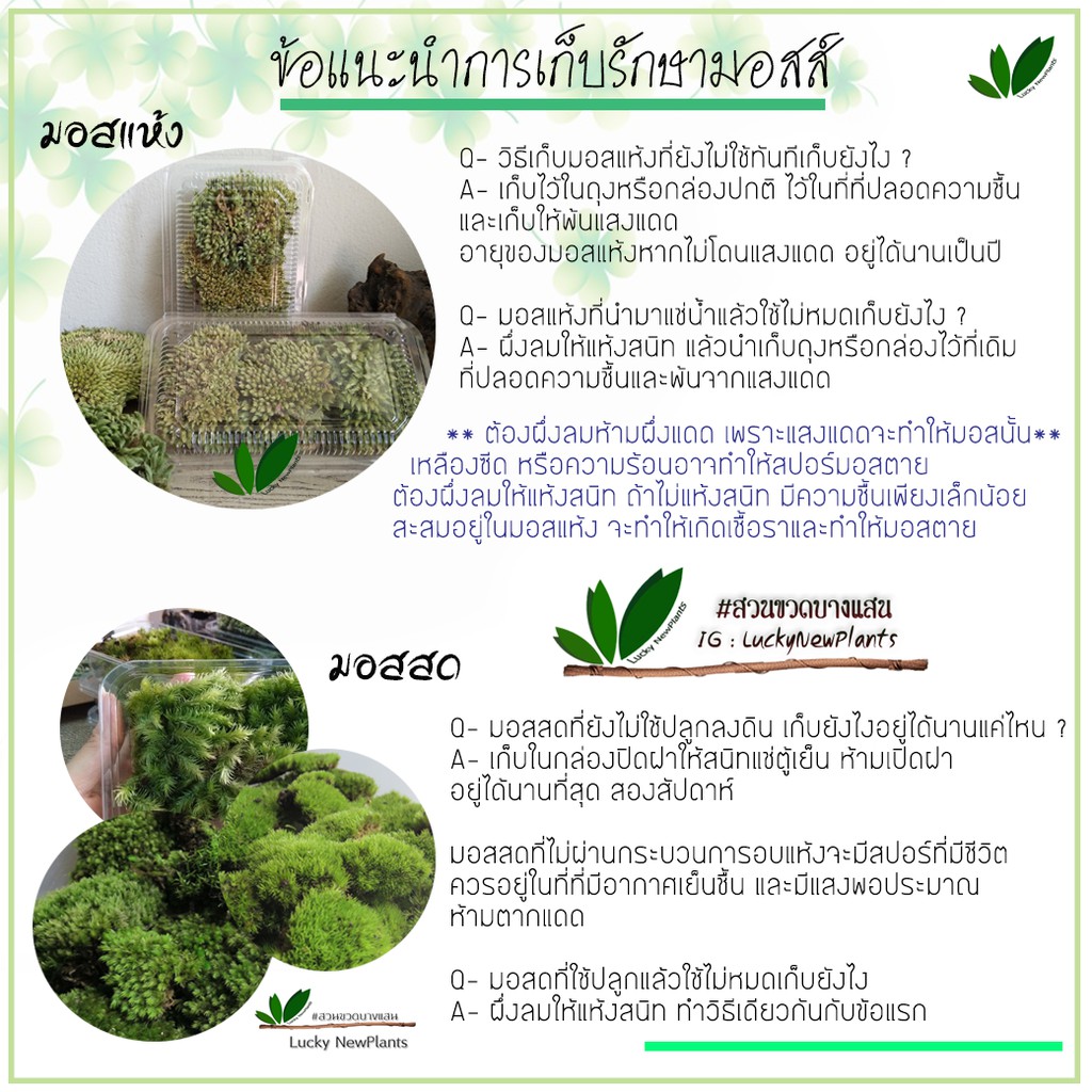 มอสไม้ มอสแห้ง มอสตกแต่งสวนขวดสวนถาด กล่องละ 65 บาท