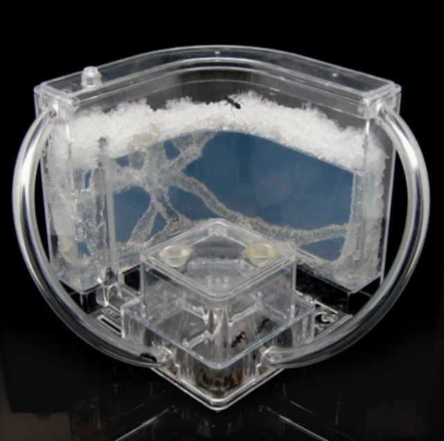 ฟาร์มมดเจลเขาวงกต Ant Farm-B มีไฟLED ส่องตอนกลางคืน บ้านมด มีไฟส่อง กล่องเลี้ยงมด ฟาร์มมดของเล่น บ้านมด (มีไฟLED)