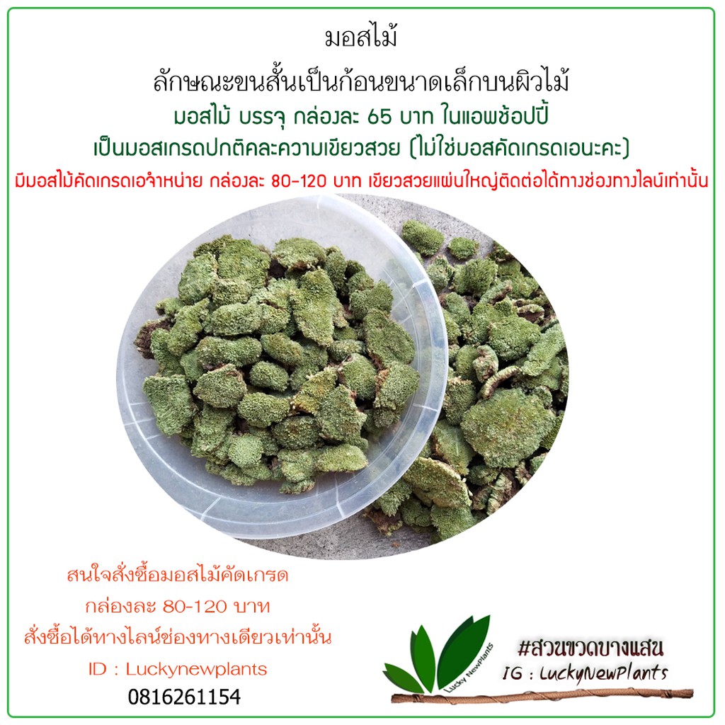 มอสไม้ มอสแห้ง มอสตกแต่งสวนขวดสวนถาด กล่องละ 65 บาท