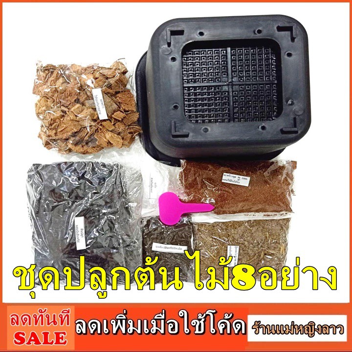 ชุดปลูกต้นไม้ ได้8ชนิด กระถาง ใหญ่7.5" พลาสติก เหลี่ยม สีดำเทา ปลูก เมล็ด พันธุ์ สวนครัว สลัด แคคตัส ต้นจริง สวนครัว120