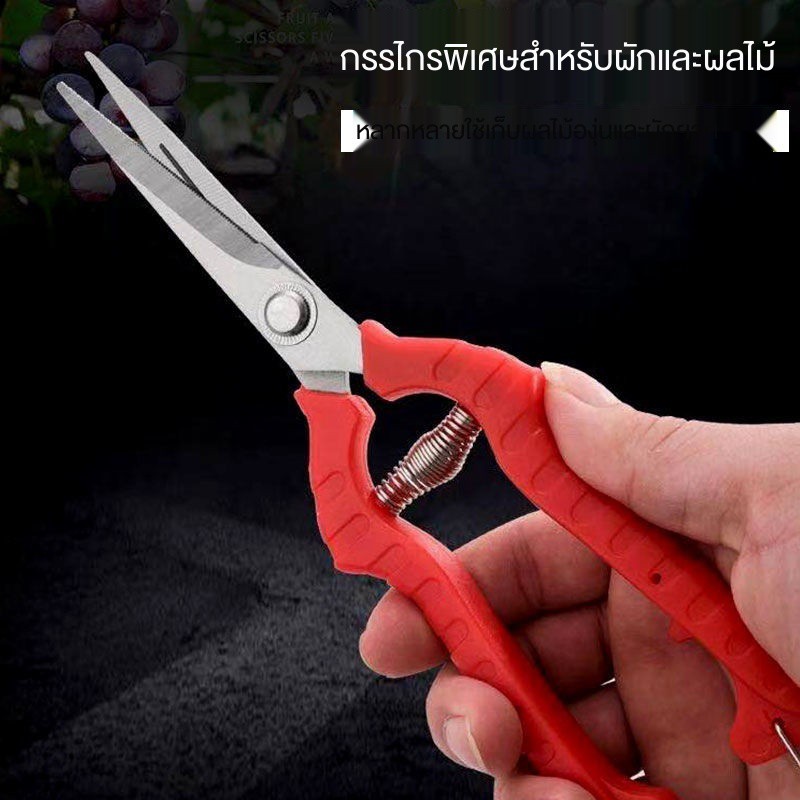 ஐ□กิ่งไม้ตัดแต่งสวน, กรรไกรเก็บผลไม้, กรรไกรผลไม้, กรรไกรพริกไทย, เครื่องมือเก็บเกี่ยวผลไม้ชนิดหนึ่ง, กรรไกรตัดผักและผ