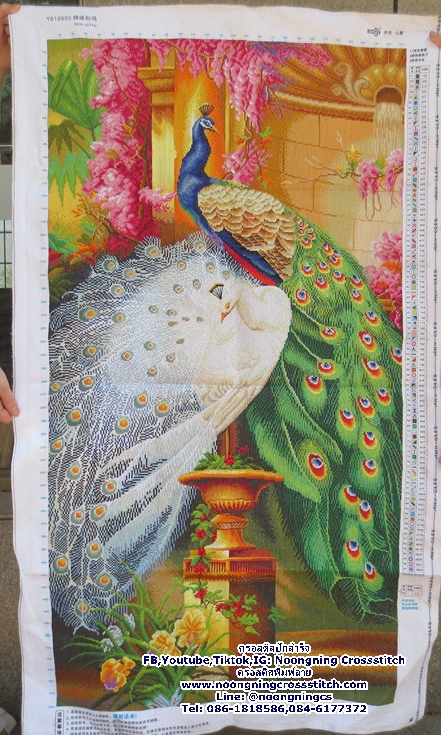 นกยูงที่สวยงามร่ำรวยและมั่งคั่ง ครอสติสปักสำเร็จ