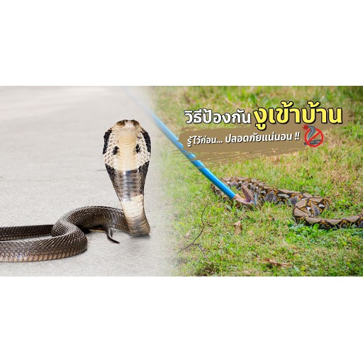 **พร้อมส่ง** สมุนไพร ไล่งู 80 กรัม เพื่อป้องกันงูกลับมา ใช้ง่าย ปลอดภัย หมดปัญหางูเข้าบ้าน By JJ.PlantSeed ไล่งู