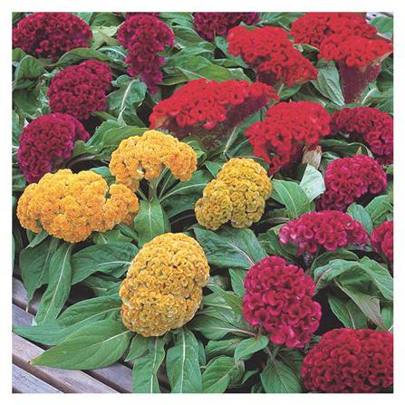 เมล็ดพันธุ์หงอนไก่ กรีน การ์เด้น แข็งแรง ออกรากง่าย