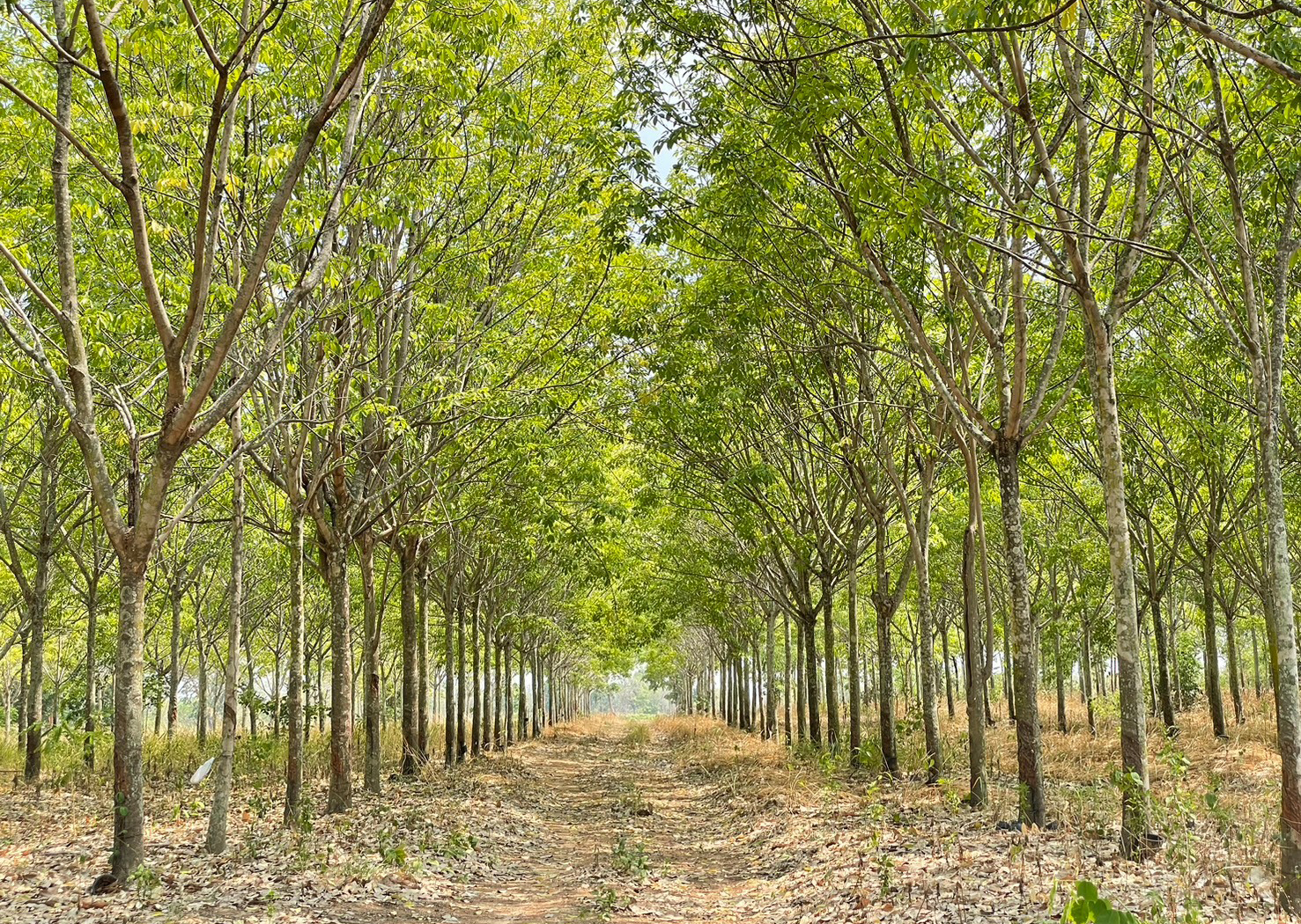 86310-ขายที่ดินพร้อมสวนยาง ต.ชีบน อ.บ้านเขว้า จ.ชัยภูมิ