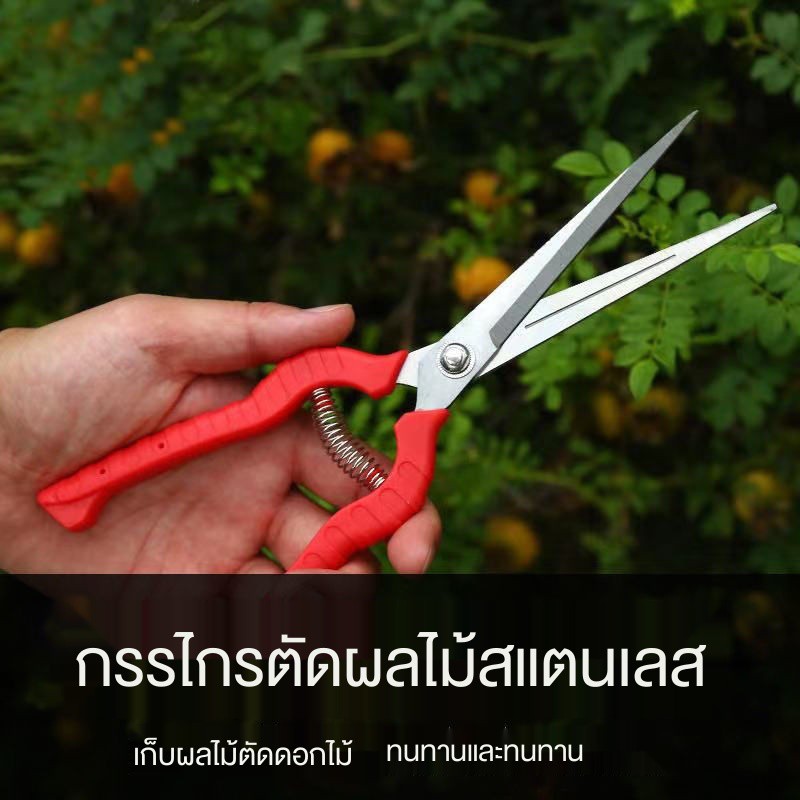 ஐ□กิ่งไม้ตัดแต่งสวน, กรรไกรเก็บผลไม้, กรรไกรผลไม้, กรรไกรพริกไทย, เครื่องมือเก็บเกี่ยวผลไม้ชนิดหนึ่ง, กรรไกรตัดผักและผ