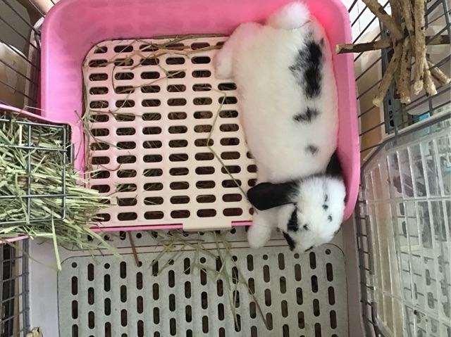 ห้องน้ำกระต่าย ขนาดใหญ่