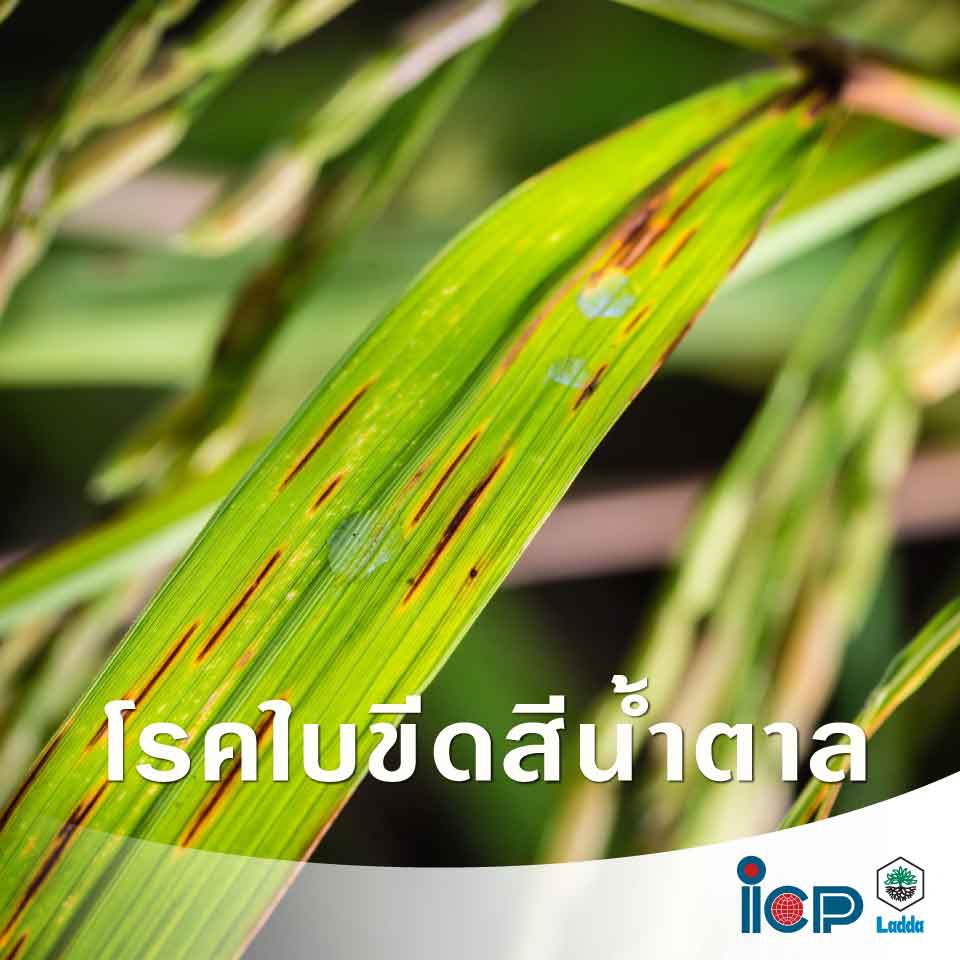 เดนิม 💥 แมนโคเซบ+ไตรไซคลาโซล ป้องกันกำจัดโรคพืช เชื้อรา ใบจุดในดาวเรือง นาข้าว พืชผัก ไม้ผล สวน ฉีดได้ทุกช่วง