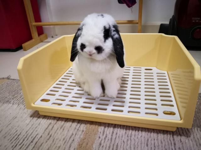 ห้องน้ำขนาดใหญ่ สำหรับกระต่าย แกสบี้ ชินชิล่า แพรี่ด็อก สุนัข Shobi-P1122
