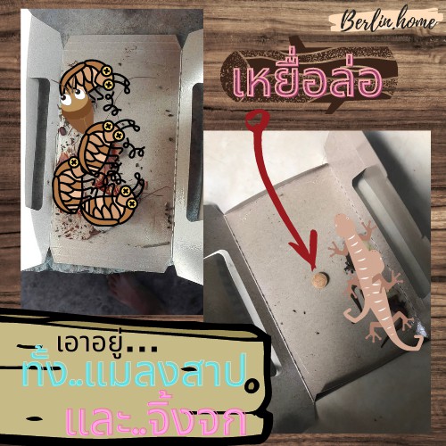 Premax Pro บ้านแมลงสาบ ดักแมลงสาบ กำจัดแมลงสาบ กำจัดจิ้งจก แมลงสาบ จิ้งจก