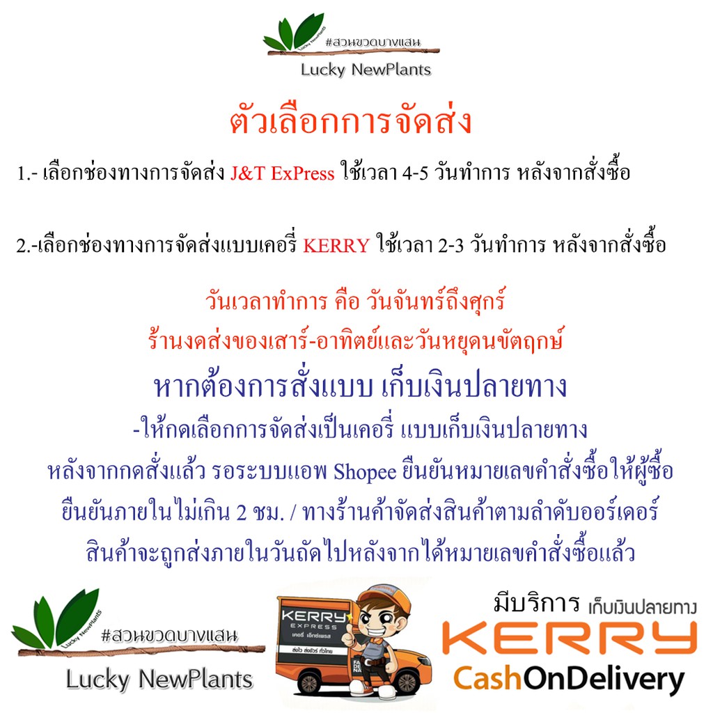 มอสไม้ มอสแห้ง มอสตกแต่งสวนขวดสวนถาด กล่องละ 65 บาท