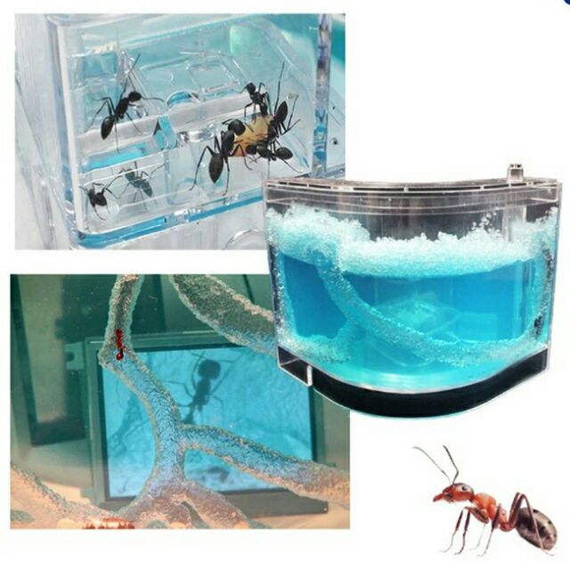 บ้านมด ที่เลี้ยงมีไฟส่อง กล่องเลี้ยงมด ฟาร์มมดของเล่น บ้านมด ฟาร์มมดเจลเขาวงกต Ant Farm-B(มีไฟLED)