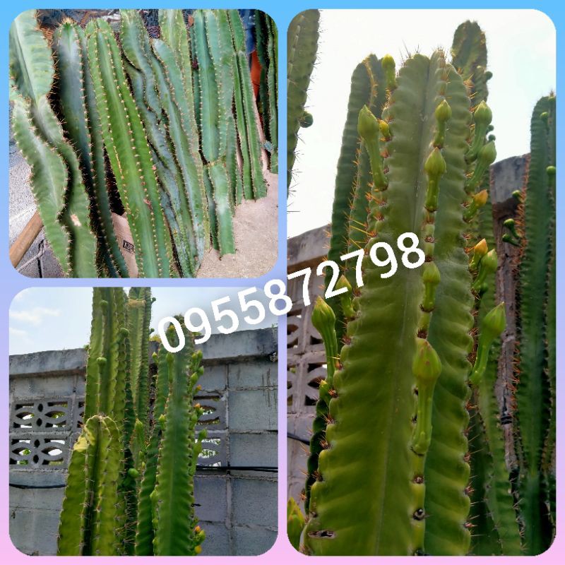 🌵🌵เจ้าของสวนกระบองเพชรยักษ์🌵🌵