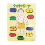 หมุดไม้สอนคำศัพท์ร่างกาย