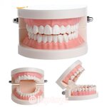 โมเดลฟันเสมือนจริง