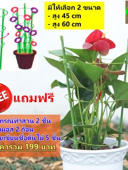 เซตโครงพยุงไม้เลื้อย ผักสวนครัว หลักล้อมใช้ปักลงในกระถางต้นไม้ จัดโครงต้นไม้ให้สวยงามตั้งตรง และทำโครงไม้เลื้อยได้ง่าย