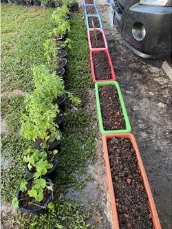 กระถางต้นไม้ กระถางต้นไม้พลาสติกรางยาว ปลูกต้นไม้และผักสวนครัว ขนาดยาว 21 นิ้ว กว้างและสูง 6 นิ้ว