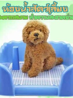 ห้องน้ำสัตว์เลี้ยงขอบสี่เหลี่ยม ห้องน้ำสุนัข 🐶 มีเสาถอดได้ มีตะแกรงรองถาด