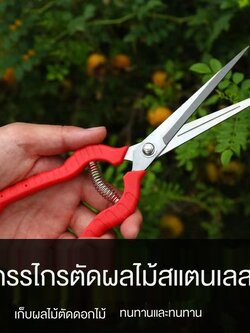 ஐ□กิ่งไม้ตัดแต่งสวน, กรรไกรเก็บผลไม้, กรรไกรผลไม้, กรรไกรพริกไทย, เครื่องมือเก็บเกี่ยวผลไม้ชนิดหนึ่ง, กรรไกรตัดผักและผ