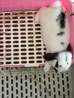 ห้องน้ำกระต่าย ขนาดใหญ่