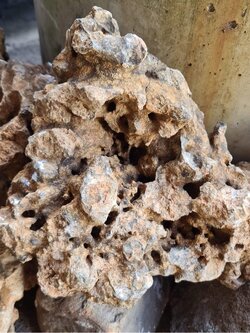 หินตกแต่งสวน ขนาด8นิ้ว