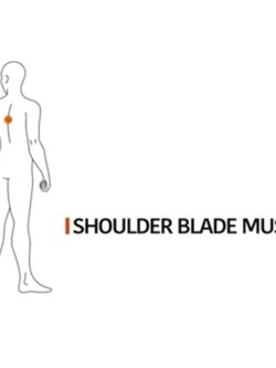 👌บอลนวดAPTONIA👌Ball คลายกล้ามเนื้อ