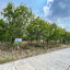 86310-ขายที่ดินพร้อมสวนยาง ต.ชีบน อ.บ้านเขว้า จ.ชัยภูมิ