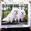 พุดเดิ้ล (Poodle) ครอสติสปักสำเร็จ44x35cm ไม่รวมกรอบ งานฝีมือ DIY