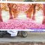 ดอกโบตั๋น ชุดปักครอสติช พิมพ์ลาย ครอสติสจีน งานฝีมือ DIY
