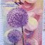 ดอก Tampopo หรือแดนดิไลออน (dandelion) ดอกไม้แห่งความหวัง ครอสติสปักสำเร็จ90x50cm ไม่รวมกรอบ งานฝีมือ DIY