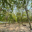 86310-ขายที่ดินพร้อมสวนยาง ต.ชีบน อ.บ้านเขว้า จ.ชัยภูมิ