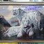 ปลาคราฟ ดอกบัว ครอสติสคริสตัล Diamond painting โมเสก ภาพติดเพชร งานฝีมือทำที่บ้าน DIY