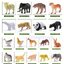 โมเดลสัตว์ ในกล่องฝาปิด